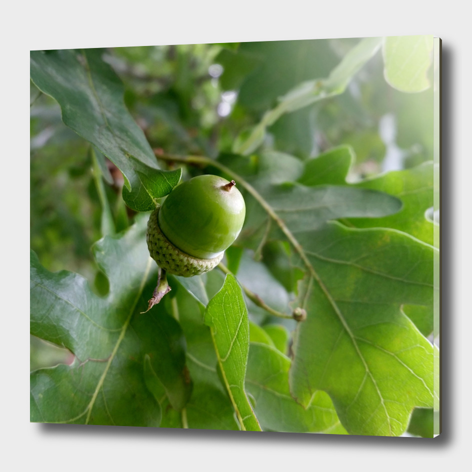 an oak fruit