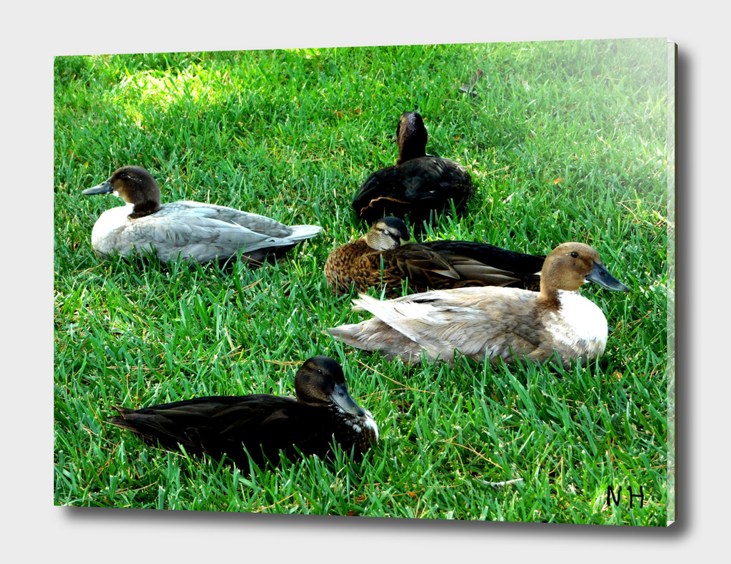 A Bunch Of Quacks