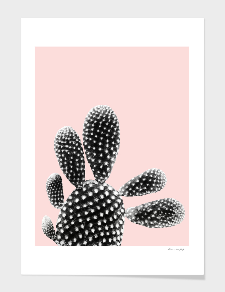 Black Blush Cactus Dream #1 #plant #decor #art
