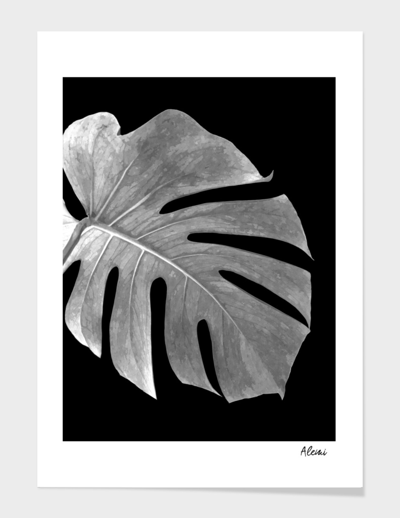 Black and White Monstera Leaf