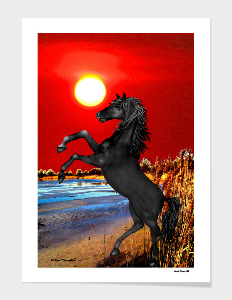 Black Wild Horse at Sunset