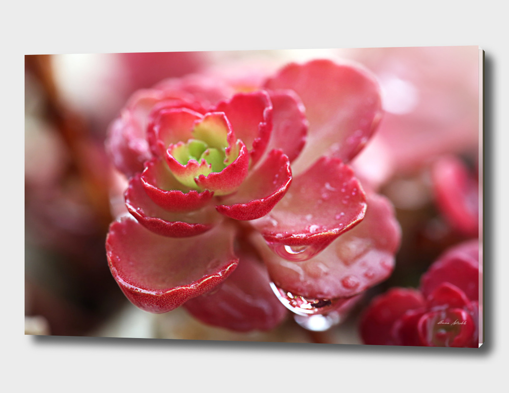 Succulent Red Flower Cactus