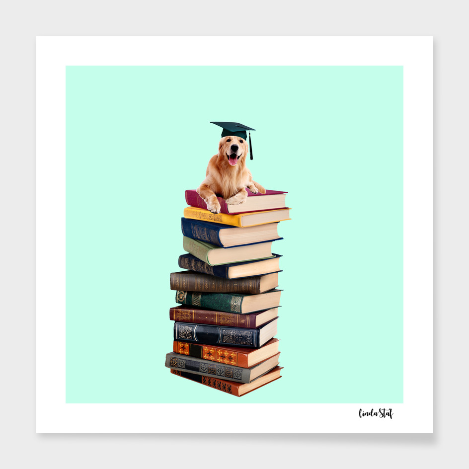 Graduate Labrador Dog