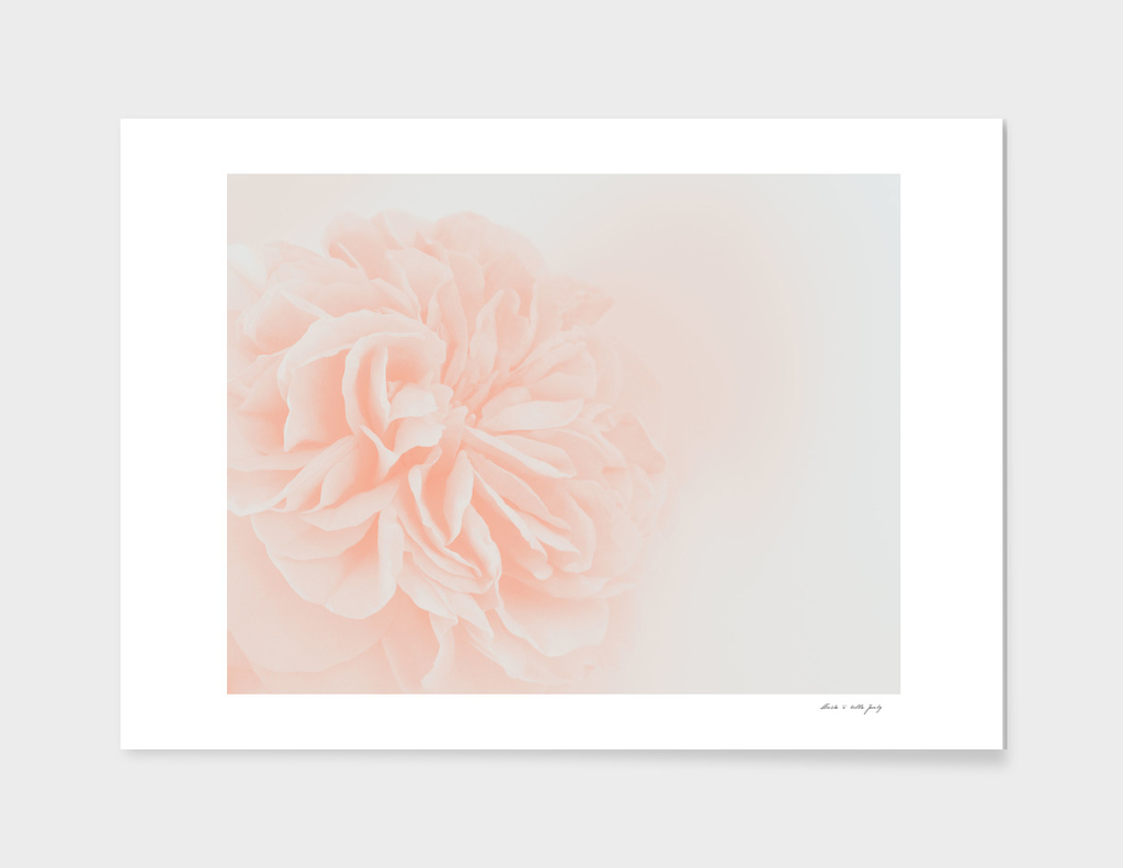 Light Peach Rose #3 #floral #art