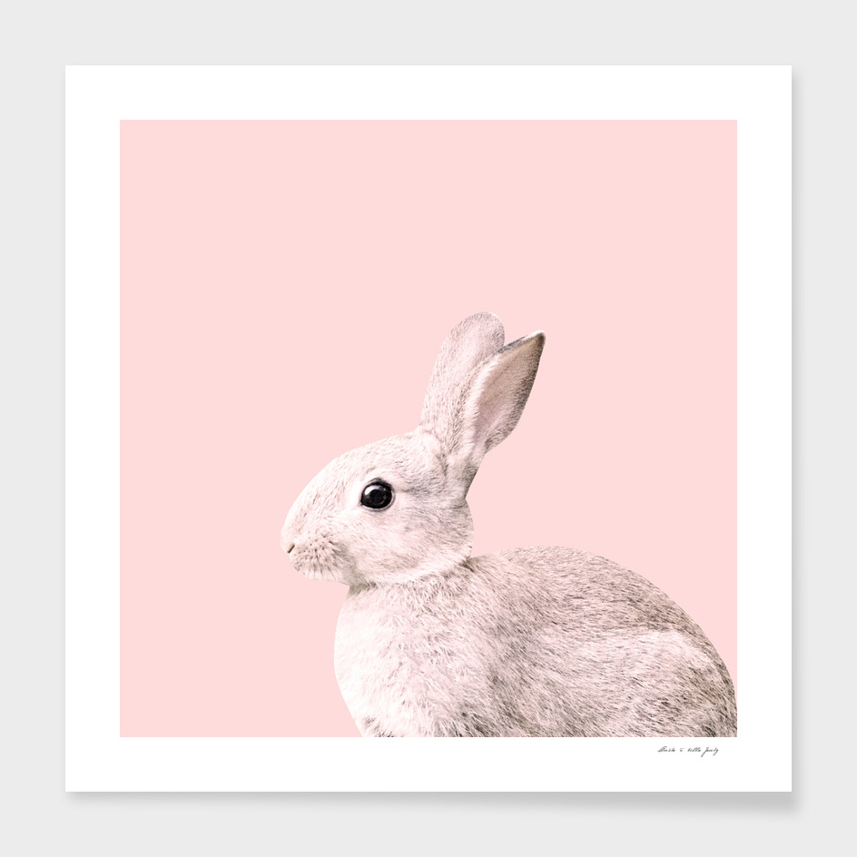 Blush Baby Bunny #1 #decor #art