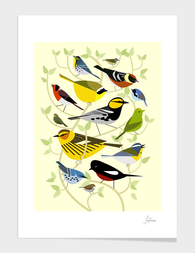 new world warblers