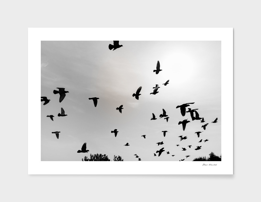 Silhouettes of flying pigeons in the skies