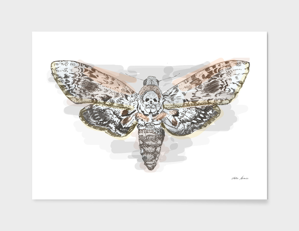 deaths head hawk moth 2