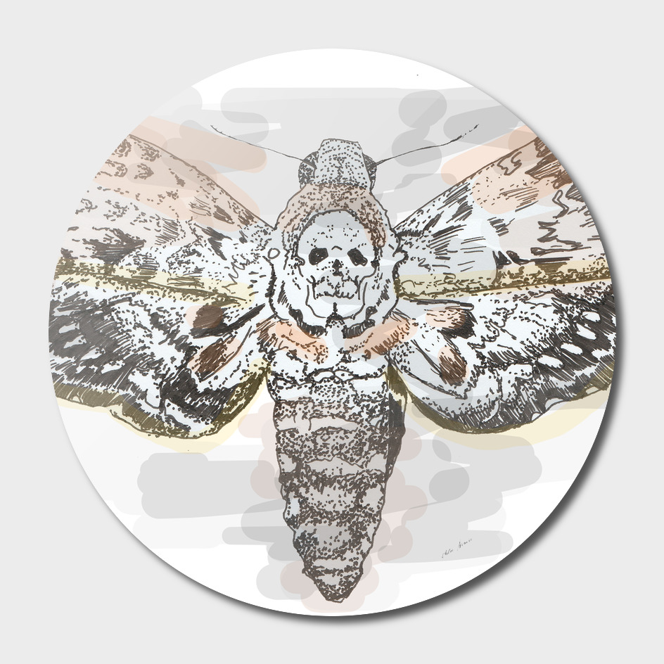 deaths head hawk moth 2