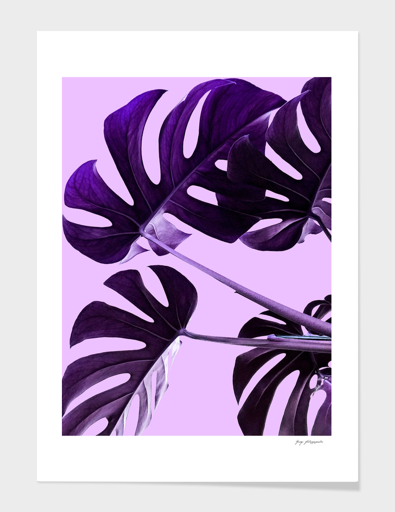 Purple leaves 3500