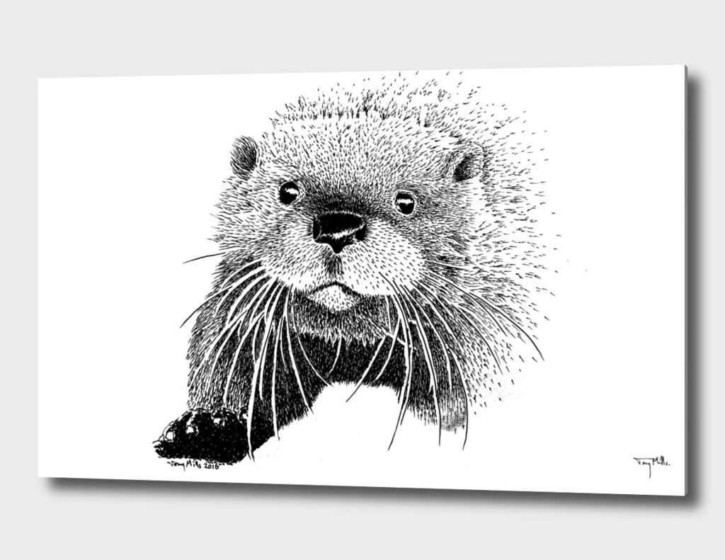 The inquisitive Otter