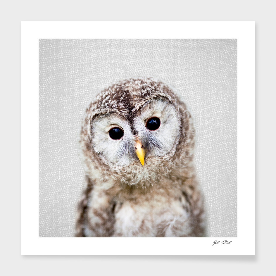 Baby Owl - Colorful