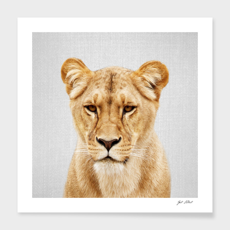 Lioness - Colorful