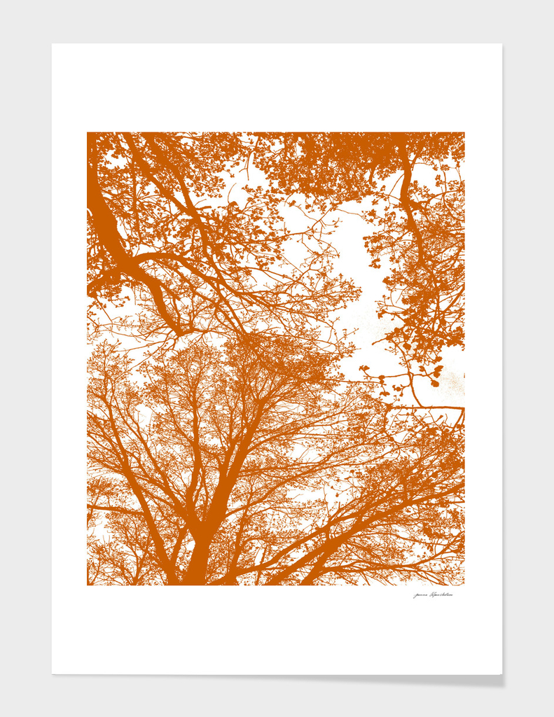 Tangerine Trees Silhouettes