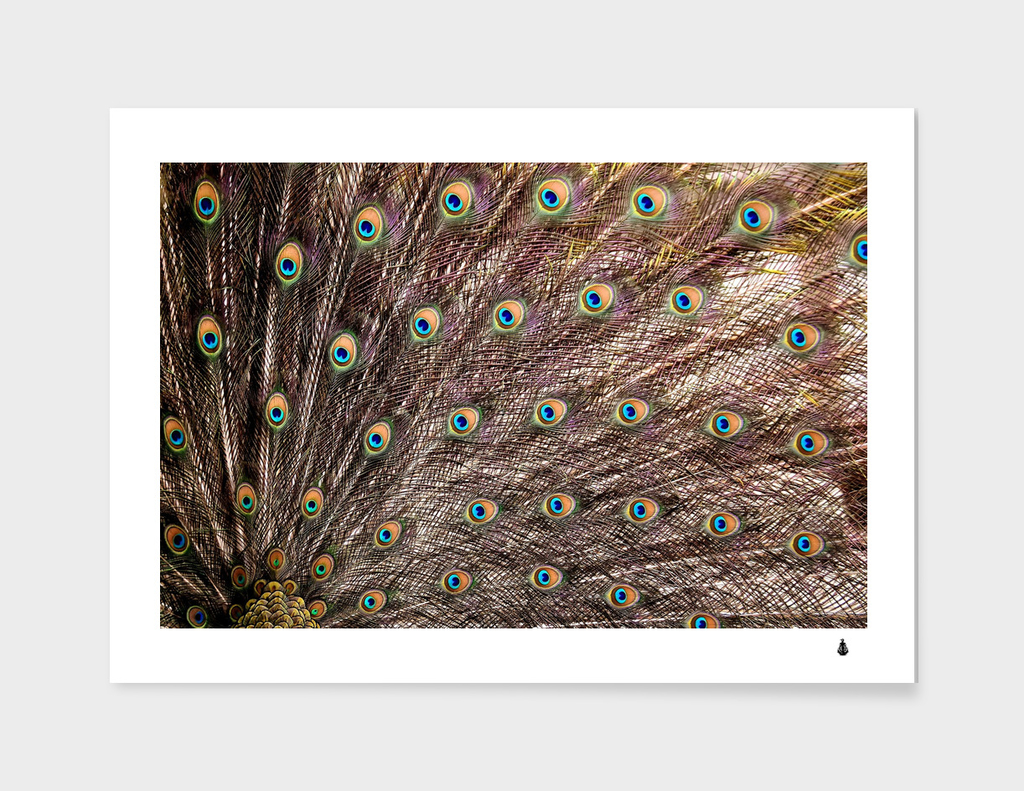 Peacock feathers wheel plumage