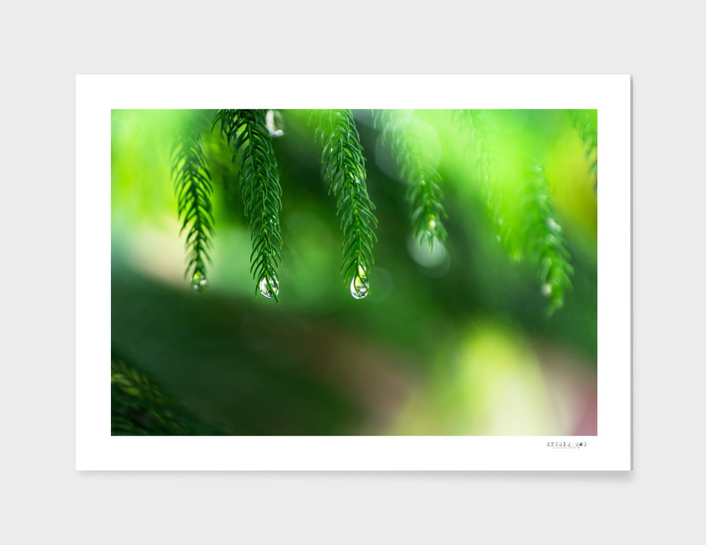 Drops at evergreen leaves