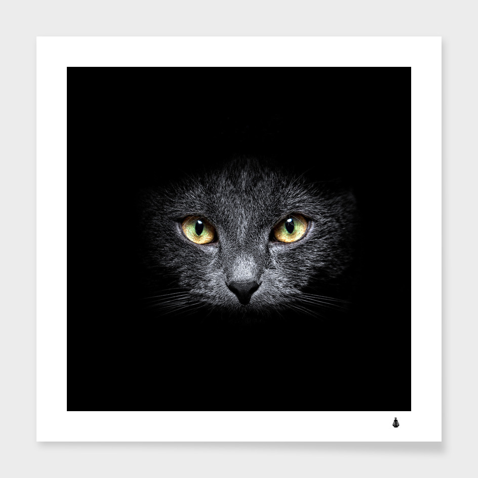 Black Cat Face in the Dark