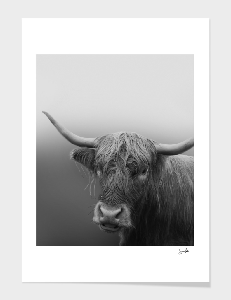 Highland Cow- black and white