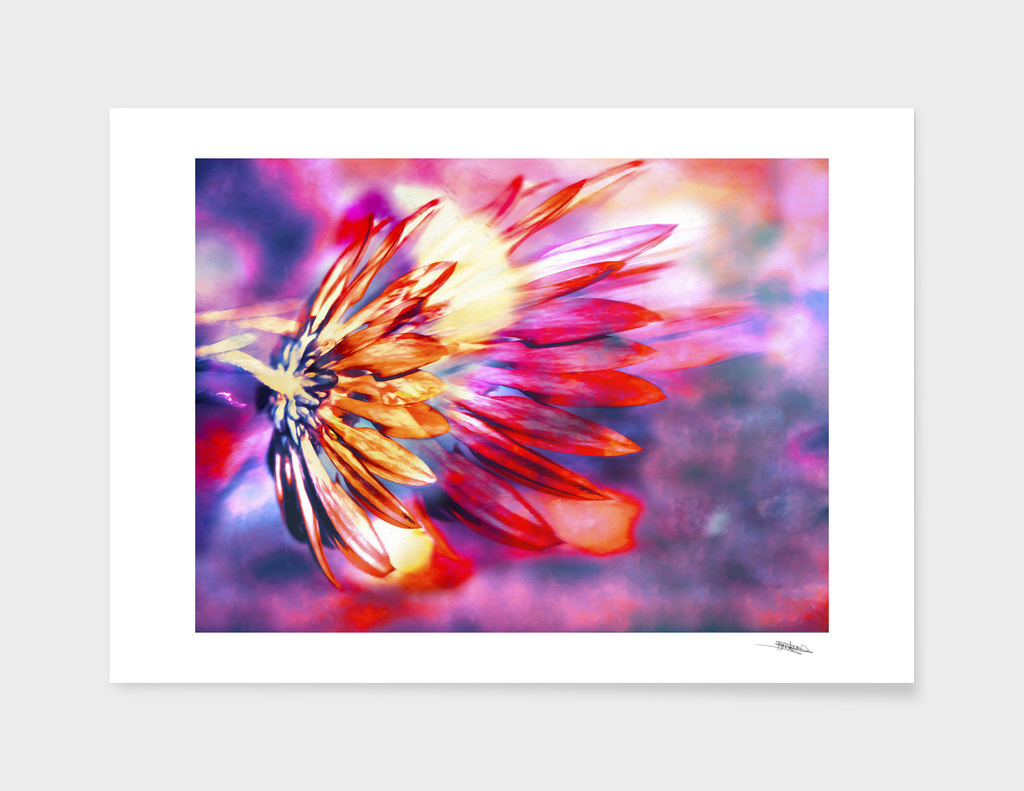 Flamed Chrysanthemum