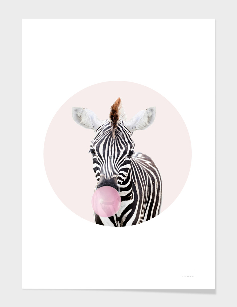 Zebra With Bubble Gum