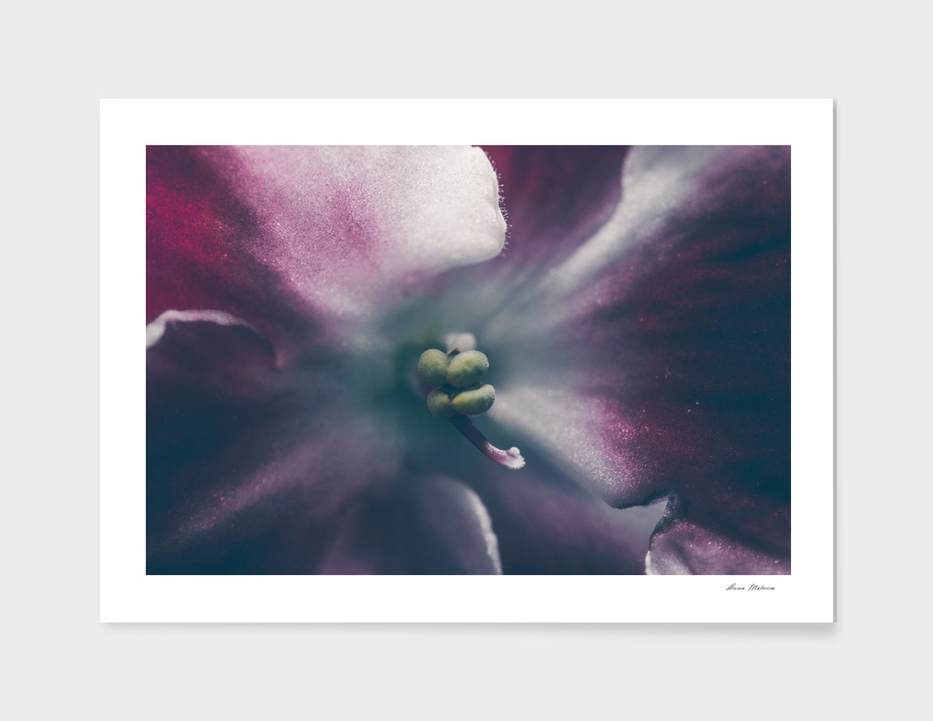 Texture background images African violets