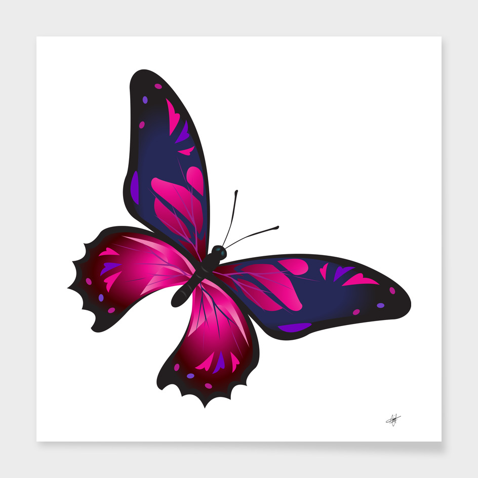 butterfly colorful pink blue