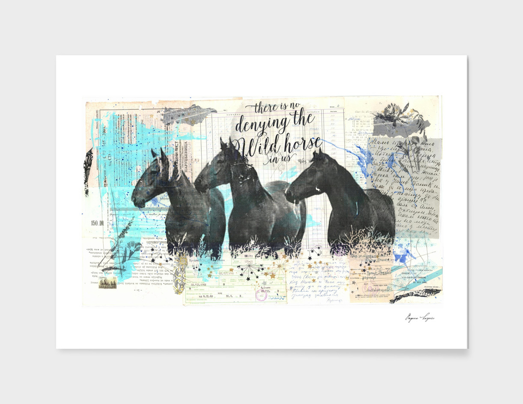 Graceful Wild Horses