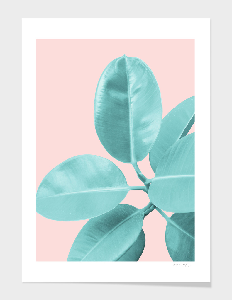 Ficus Elastica Pastel Blush Glam #1 #tropical #foliage