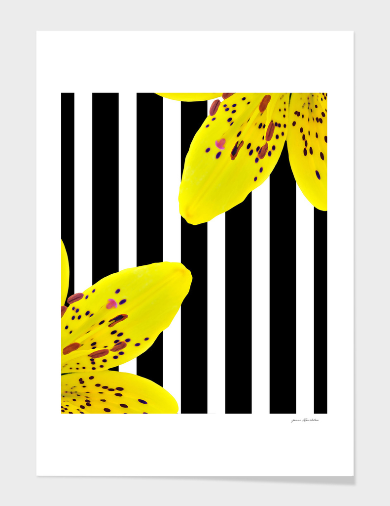 yellow lillies and stripes