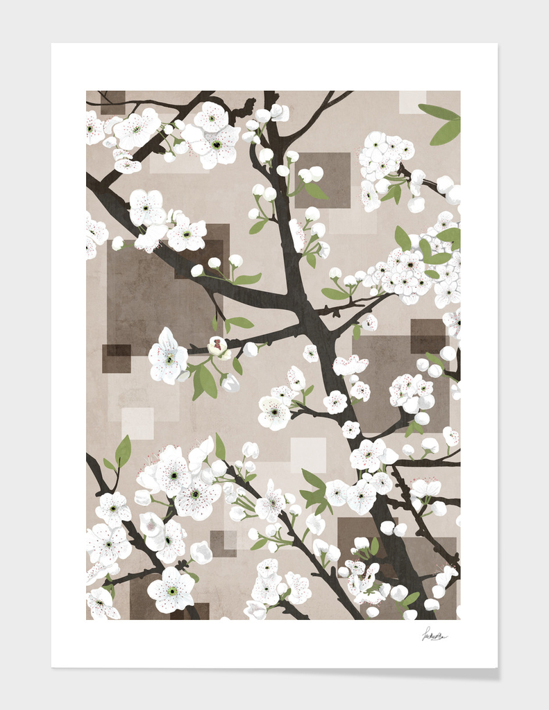 cherry blossoms white
