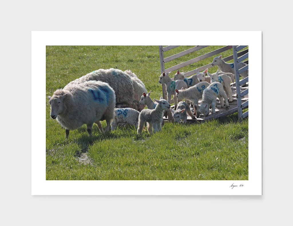 Lambs to Pasture