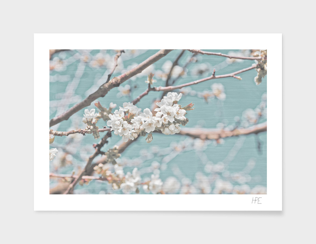 Apple blossom with elegant background