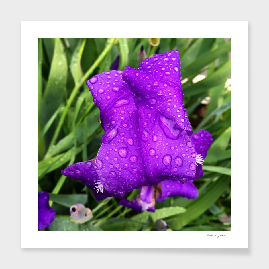 Purple Flower & Raindrops