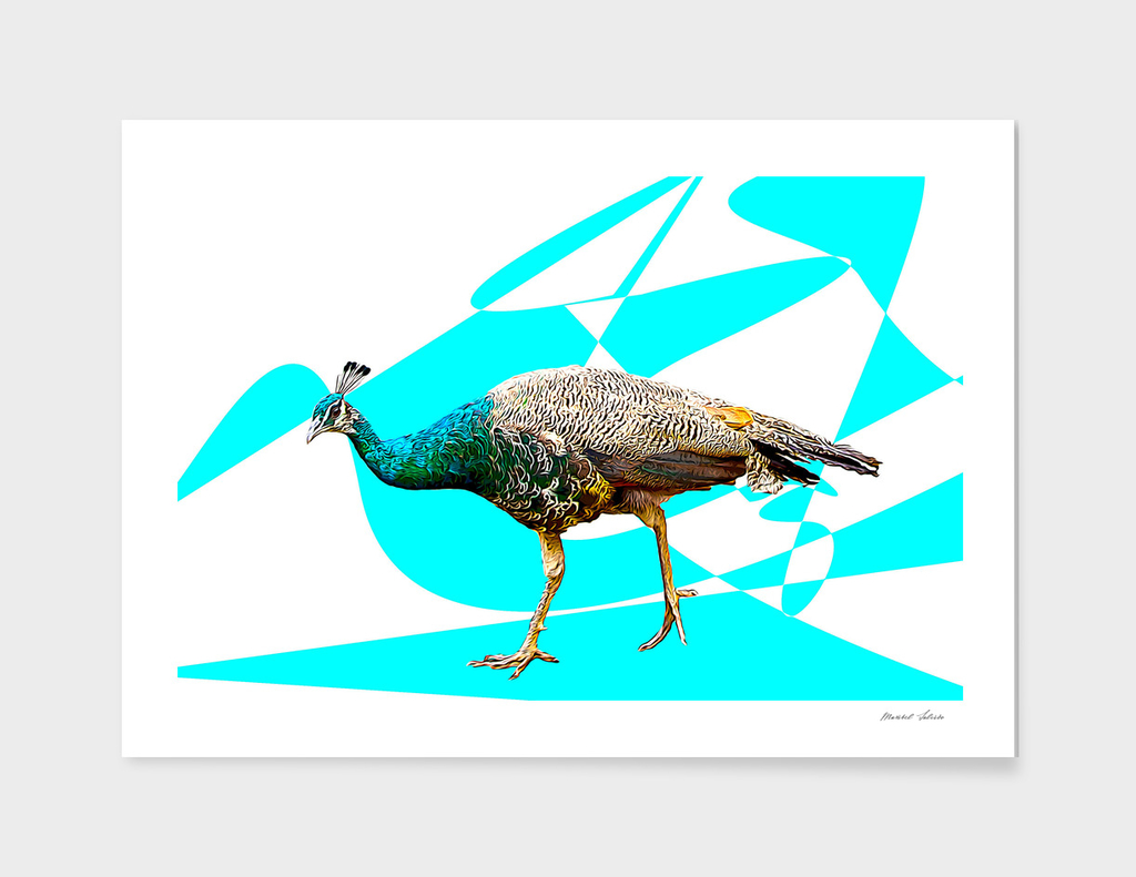 Peacock bird, I love you.