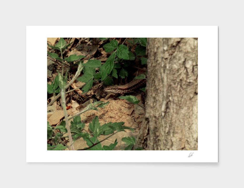 Lizard in woods