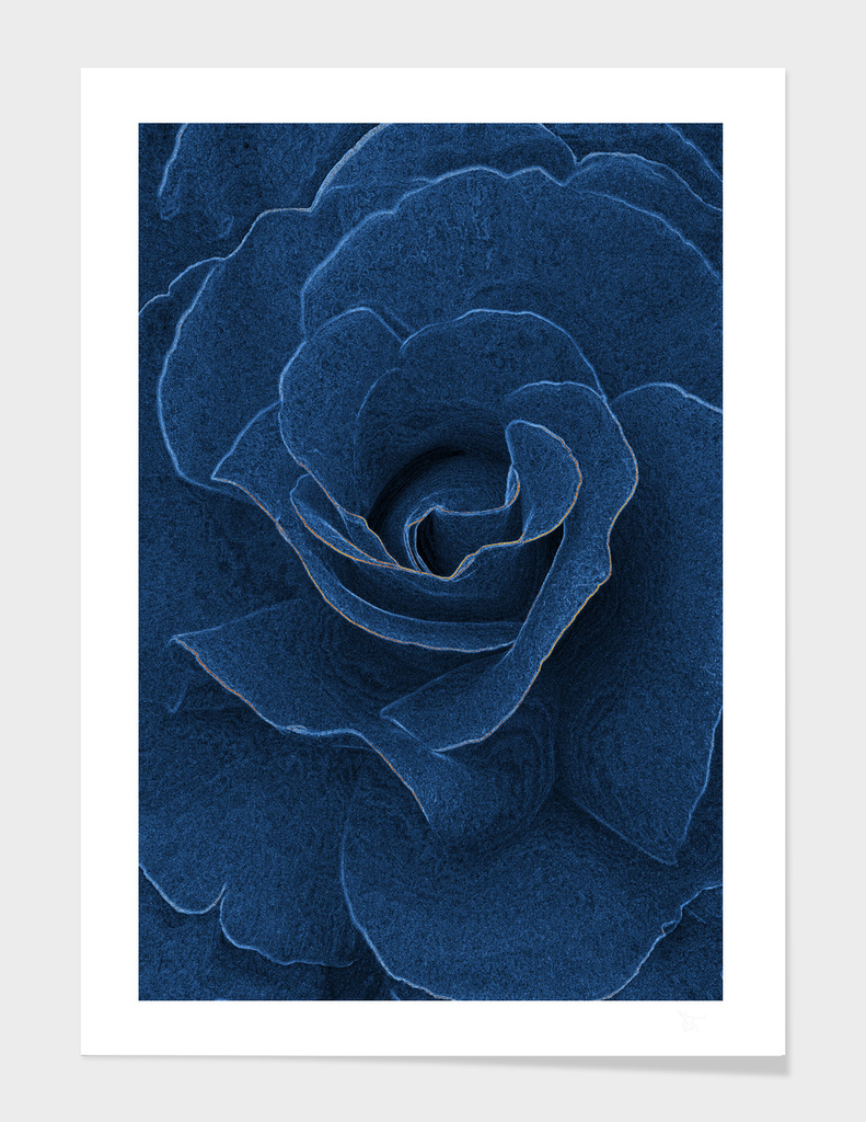 Velvet blue rose