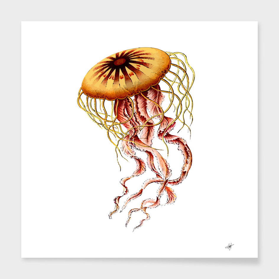 animal art forms in nature jellyfish