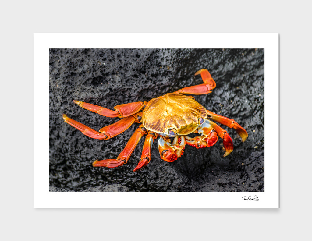 Colored Crab at Galapagos Island, Ecuador
