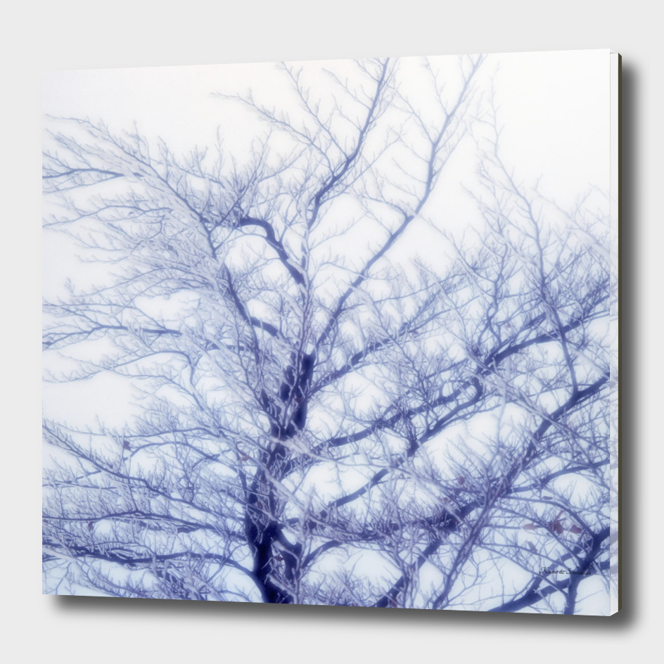 Icy tree in winter