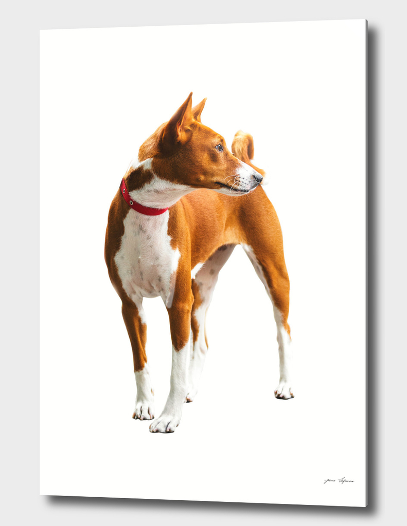 Basenji is a quiet African dog, full of grace and grace