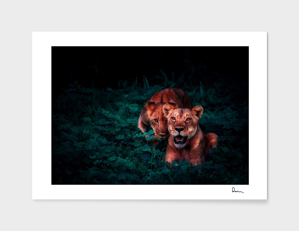 lions cubs pair jungle nature