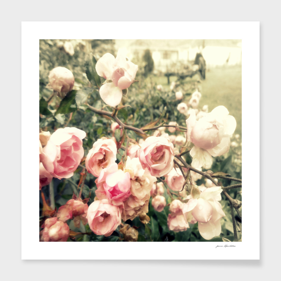 Vague memory and pink roses
