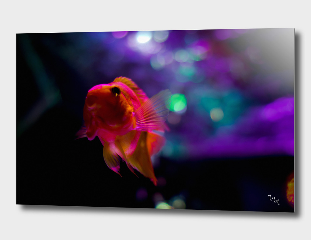goldfish 05