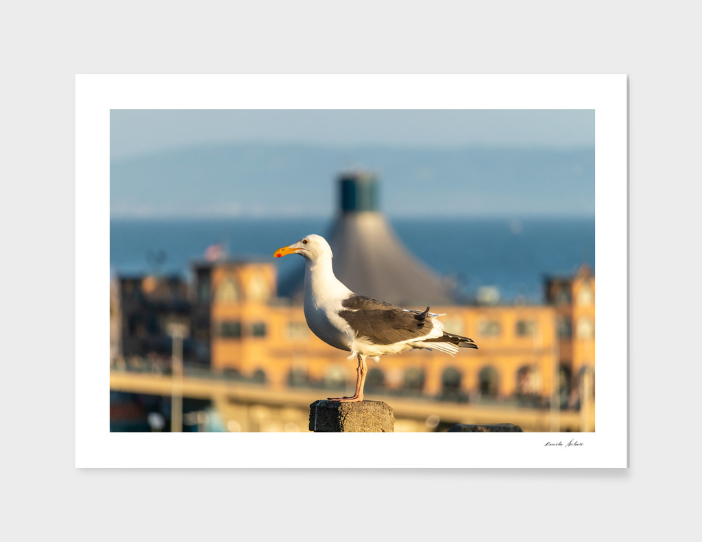 Side View of Seagull sitting on a post