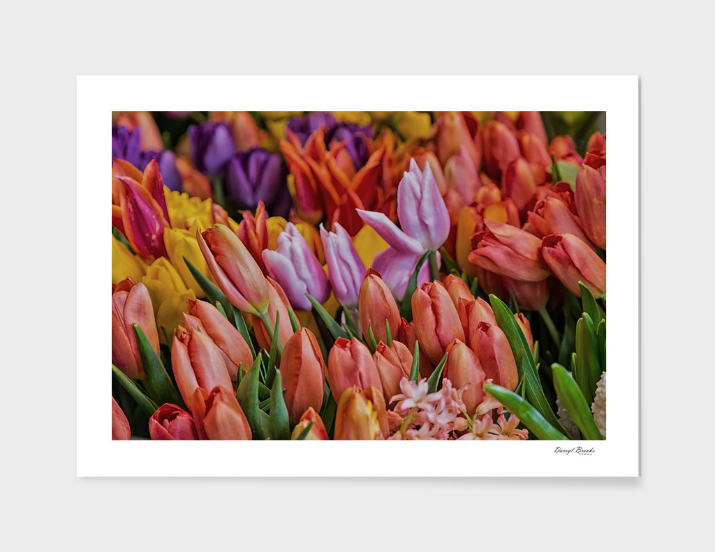 Many Colorful Tulips - Fine Art Edition