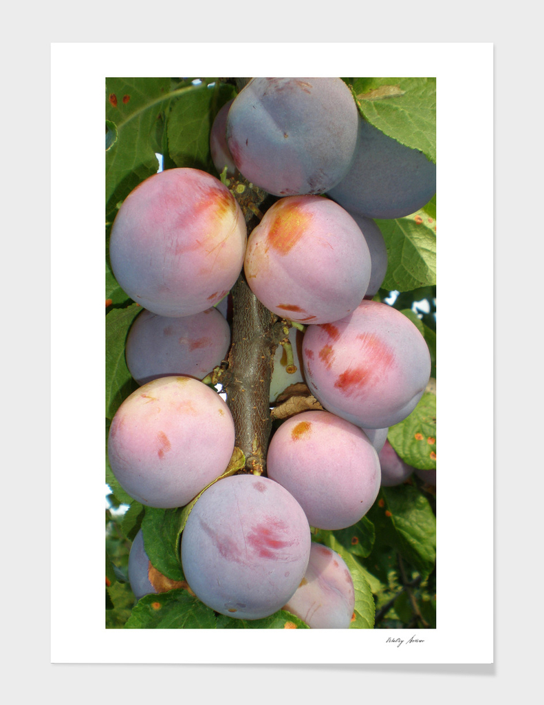 Plums hanging on a branch