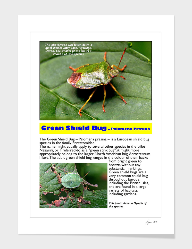 Green Shield Bug A4-page001