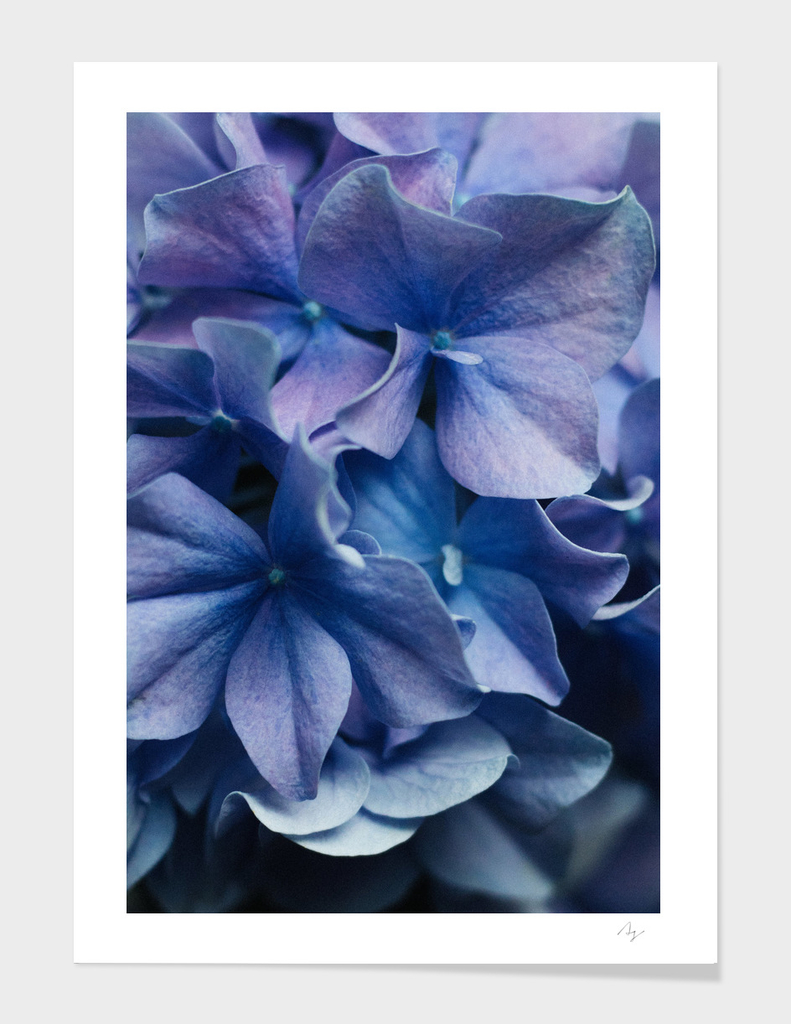 Dancing Petals - Lilac Hydrangea