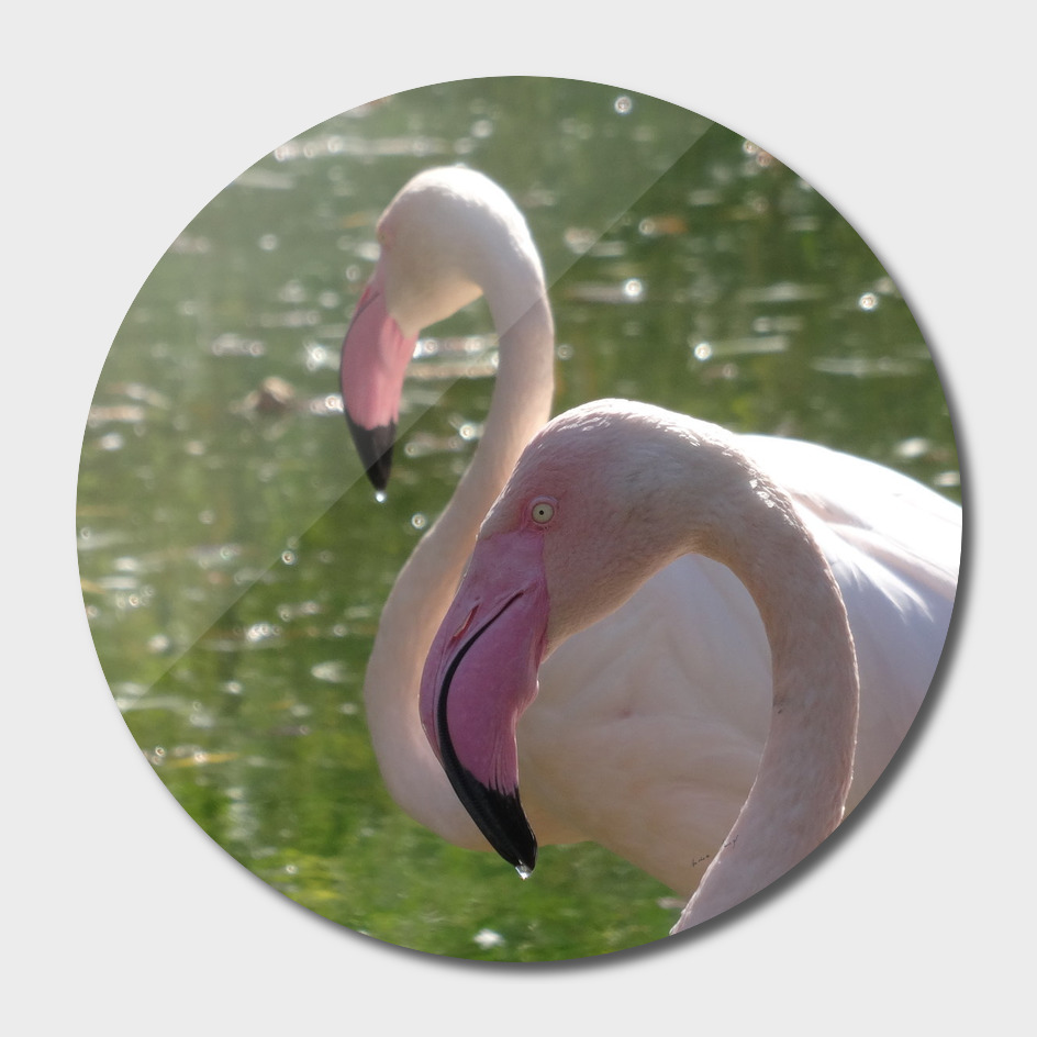 The Beauty of Flamingos