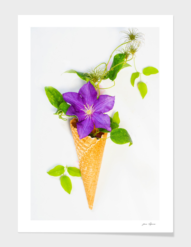 Waffle cone with  one beautiful lilac clematis with leaves